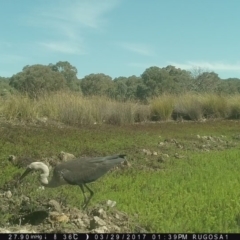 Ardea pacifica at Yass River, NSW - 29 Mar 2017