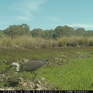 Ardea pacifica at Yass River, NSW - 29 Mar 2017