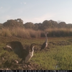 Ardea pacifica at Yass River, NSW - 29 Mar 2017