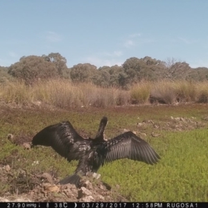 Microcarbo melanoleucos at Yass River, NSW - 29 Mar 2017