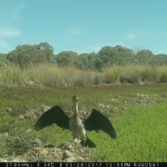 Microcarbo melanoleucos at Yass River, NSW - 29 Mar 2017