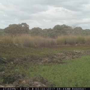 Grallina cyanoleuca at Yass River, NSW - 30 Mar 2017 08:44 AM