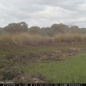 Grallina cyanoleuca at Yass River, NSW - 30 Mar 2017 08:44 AM