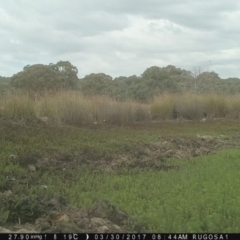 Grallina cyanoleuca at Yass River, NSW - 30 Mar 2017 08:44 AM