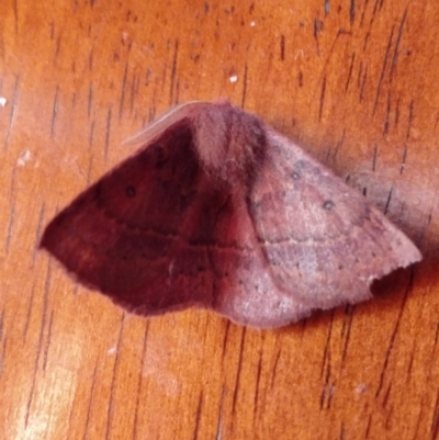 Anthela (genus) adult (Australian Hairy Bears) at Greenleigh, NSW - 7 Aug 2019 by LyndalT