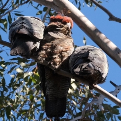 Callocephalon fimbriatum (Gang-gang Cockatoo) at Dunlop, ACT - 6 Aug 2019 by Kurt