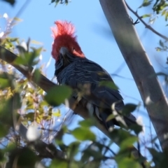 Callocephalon fimbriatum at Dunlop, ACT - 6 Aug 2019