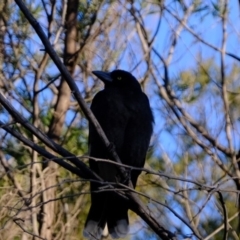 Strepera graculina (Pied Currawong) at Woodstock Nature Reserve - 6 Aug 2019 by Kurt