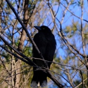 Strepera graculina at Dunlop, ACT - 6 Aug 2019