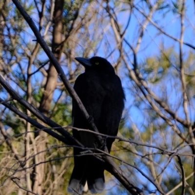 Strepera graculina (Pied Currawong) at Dunlop, ACT - 6 Aug 2019 by Kurt