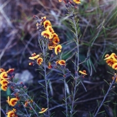 Dillwynia sericea (Egg And Bacon Peas) at Gordon, ACT - 28 Sep 2000 by MichaelBedingfield