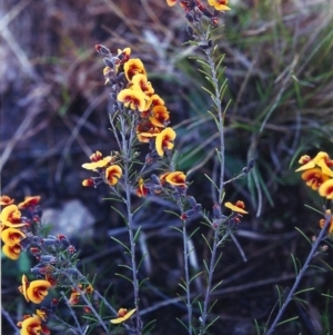 Dillwynia sericea at Gordon, ACT - 28 Sep 2000 12:00 AM