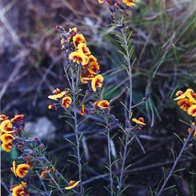 Dillwynia sericea (Egg And Bacon Peas) at Pine Island to Point Hut - 27 Sep 2000 by michaelb