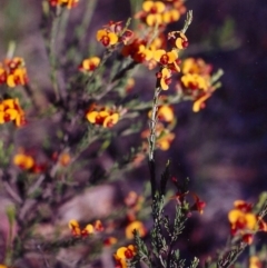 Dillwynia sericea (Egg And Bacon Peas) at Gungaderra Grasslands - 20 Nov 2004 by michaelb