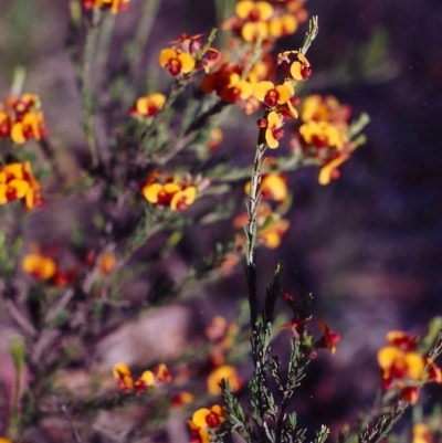 Dillwynia sericea (Egg And Bacon Peas) at Gungaderra Grasslands - 20 Nov 2004 by michaelb