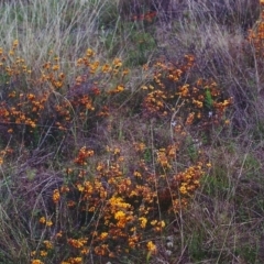 Dillwynia sericea (Egg And Bacon Peas) at Rob Roy Range - 25 Oct 2000 by michaelb