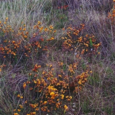 Dillwynia sericea (Egg And Bacon Peas) at Tuggeranong DC, ACT - 25 Oct 2000 by michaelb