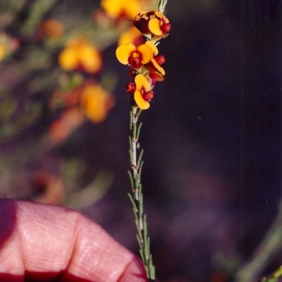 Dillwynia sericea (Egg And Bacon Peas) at Tuggeranong DC, ACT - 26 Oct 2000 by MichaelBedingfield