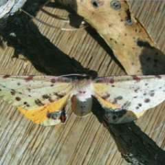 Parepisparis lutosaria (Bright Twisted Moth) at Kiah, NSW - 5 Apr 2013 by jimm