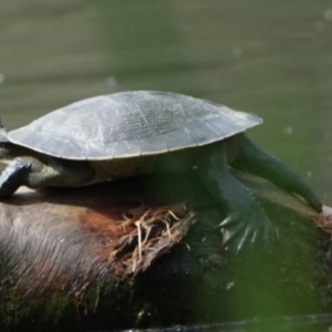 Emydura macquarii at Kiah, NSW - 18 Dec 2018 11:52 AM