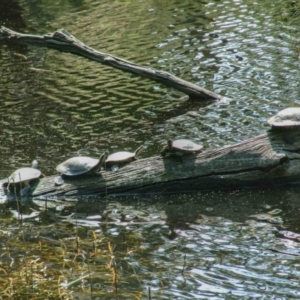 Emydura macquarii at Kiah, NSW - 18 Dec 2018 11:52 AM