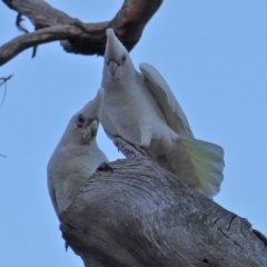 Cacatua sanguinea (Little Corella) at Red Hill, ACT - 6 Aug 2019 by JackyF