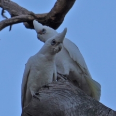 Cacatua sanguinea at Red Hill, ACT - 6 Aug 2019