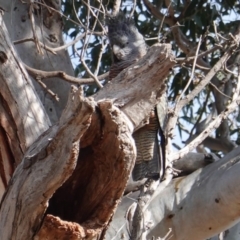 Callocephalon fimbriatum (Gang-gang Cockatoo) at Red Hill to Yarralumla Creek - 7 Aug 2019 by JackyF