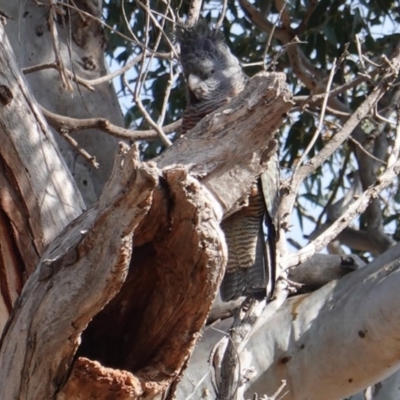 Callocephalon fimbriatum (Gang-gang Cockatoo) at Red Hill to Yarralumla Creek - 7 Aug 2019 by JackyF