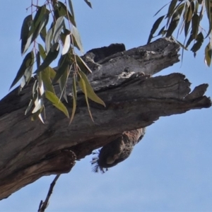 Callocephalon fimbriatum at Hughes, ACT - suppressed