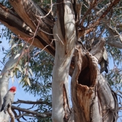 Callocephalon fimbriatum at Hughes, ACT - suppressed