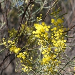 Acacia boormanii (Snowy River Wattle) at Hughes Grassy Woodland - 5 Aug 2019 by JackyF