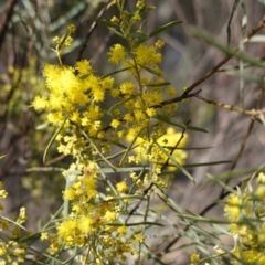 Acacia boormanii at Hughes, ACT - 5 Aug 2019 10:45 AM