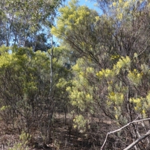 Acacia boormanii at Hughes, ACT - 5 Aug 2019 10:45 AM