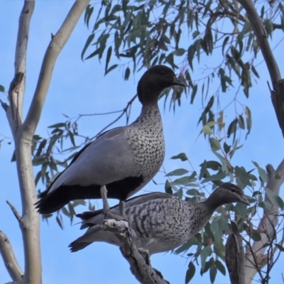 Chenonetta jubata (Australian Wood Duck) at Red Hill Nature Reserve - 6 Aug 2019 by JackyF