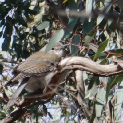 Colluricincla harmonica (Grey Shrikethrush) at Red Hill Nature Reserve - 7 Aug 2019 by JackyF
