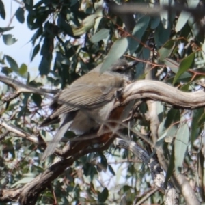 Colluricincla harmonica at Hughes, ACT - 7 Aug 2019