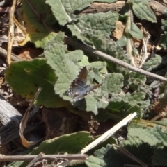 Theclinesthes serpentata (Saltbush Blue) at Deakin, ACT - 7 Aug 2019 by LisaH