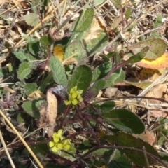 Theclinesthes serpentata at Deakin, ACT - 7 Aug 2019