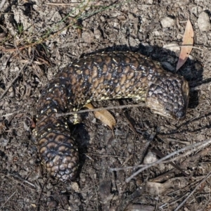 Tiliqua rugosa at Kiah, NSW - 4 Aug 2019 12:23 PM