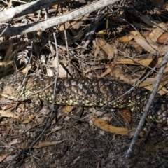 Tiliqua rugosa at Kiah, NSW - 4 Aug 2019