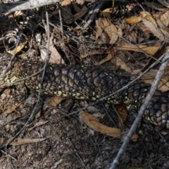 Tiliqua rugosa at Kiah, NSW - 4 Aug 2019 12:23 PM