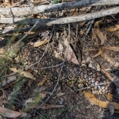 Tiliqua rugosa at Kiah, NSW - 4 Aug 2019 12:23 PM