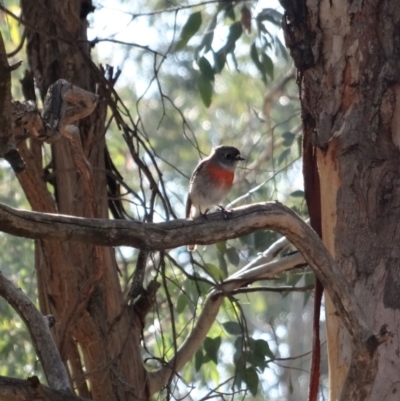 Petroica boodang (Scarlet Robin) at Red Hill Nature Reserve - 7 Aug 2019 by LisaH