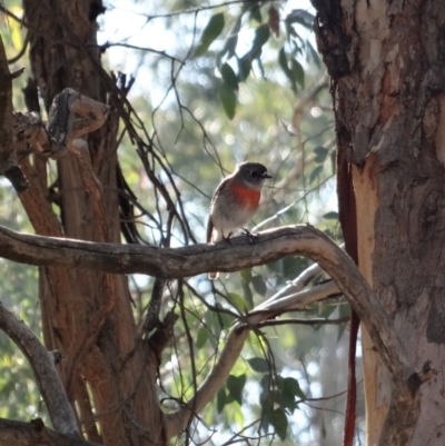 Petroica boodang (Scarlet Robin) at Hughes, ACT - 7 Aug 2019 by LisaH