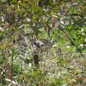 Pardalotus striatus at Paddys River, ACT - 7 Aug 2019 11:52 AM