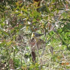 Pardalotus striatus at Paddys River, ACT - 7 Aug 2019