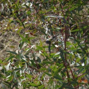 Pardalotus striatus at Paddys River, ACT - 7 Aug 2019 11:52 AM