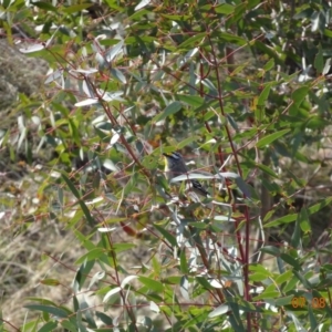 Pardalotus striatus at Paddys River, ACT - 7 Aug 2019 11:52 AM