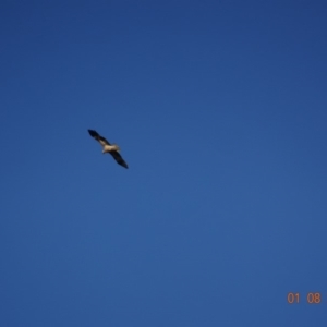 Haliastur sphenurus at Fyshwick, ACT - 1 Aug 2019